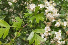 Aubépine fleurs