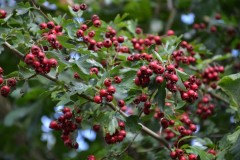 Aubépine fruits