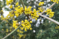 Cornouiller mâle floraison