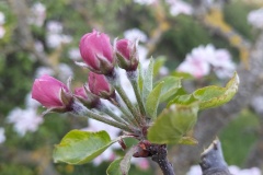 Boutons de fleurs de pommier