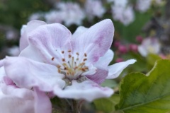 Fleur de cognassier